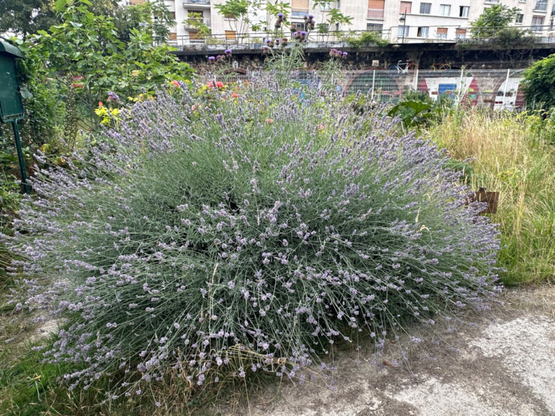 Lavande fleurie en été dans le jardin partagé Charmante Petite Campagne Urbaine, Paris 19e (75)