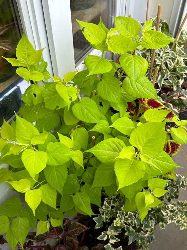 Leycesteria formosa 'Jealousy' en été sur mon balcon, Paris 19e (75)