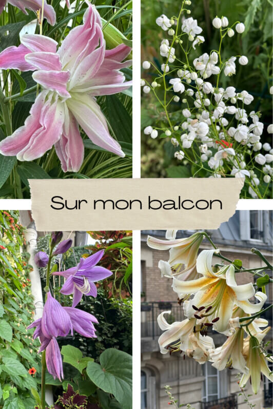 Les fleurs en été sur mon balcon, Paris 19e (75)