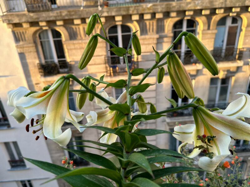 Lis 'Mister Cas' en été sur mon balcon, Paris 19e (75)