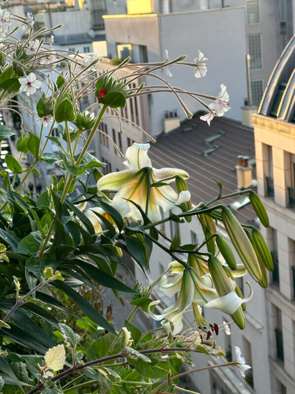 Lis 'Mister Cas' en été sur mon balcon, Paris 19e (75)