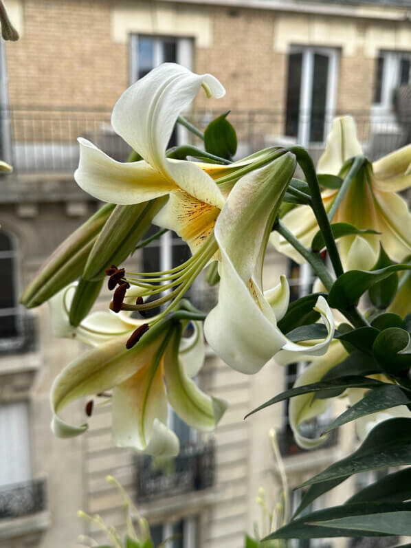 Lis 'Mister Cas' en été sur mon balcon, Paris 19e (75)