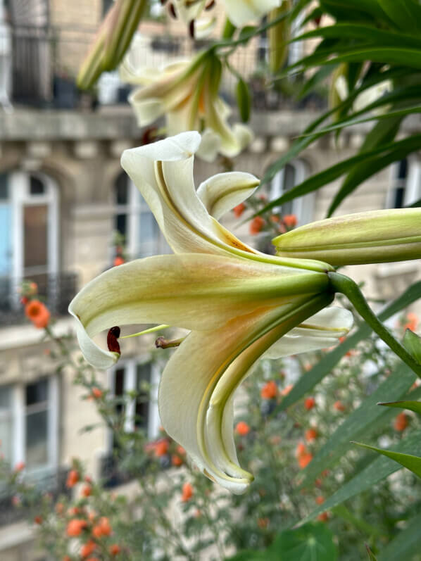 Lis 'Mister Cas' en été sur mon balcon, Paris 19e (75)