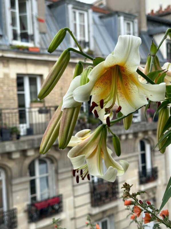 Lis 'Mister Cas' en été sur mon balcon, Paris 19e (75)