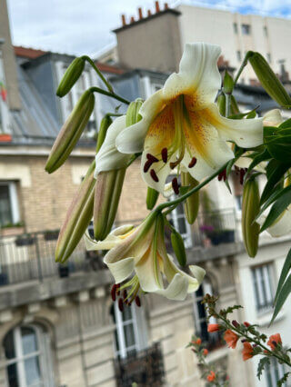 Lis 'Mister Cas' en été sur mon balcon, Paris 19e (75)