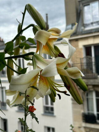 Lis 'Mister Cas' en été sur mon balcon, Paris 19e (75)