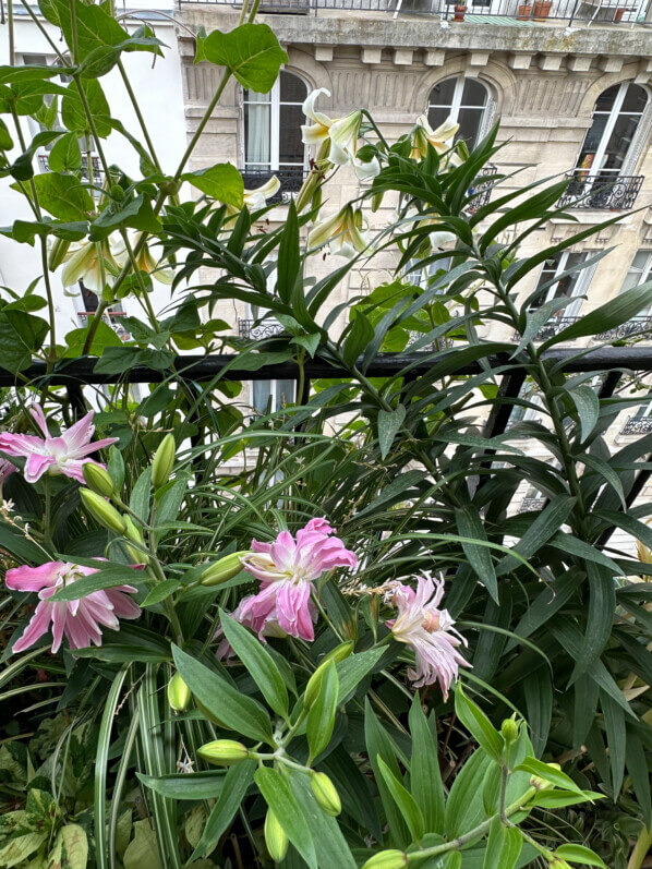 Lis 'Mister Cas' en été sur mon balcon, Paris 19e (75)