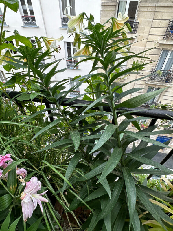 Lis 'Mister Cas' en été sur mon balcon, Paris 19e (75)