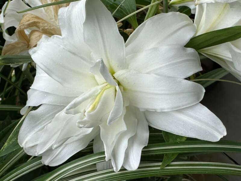 Lis orientale Lotus blanc en été sur mon balcon, Paris 19e (75)