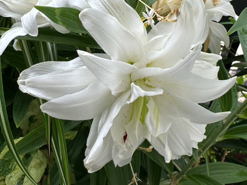 Lis orientale Lotus blanc en été sur mon balcon, Paris 19e (75)