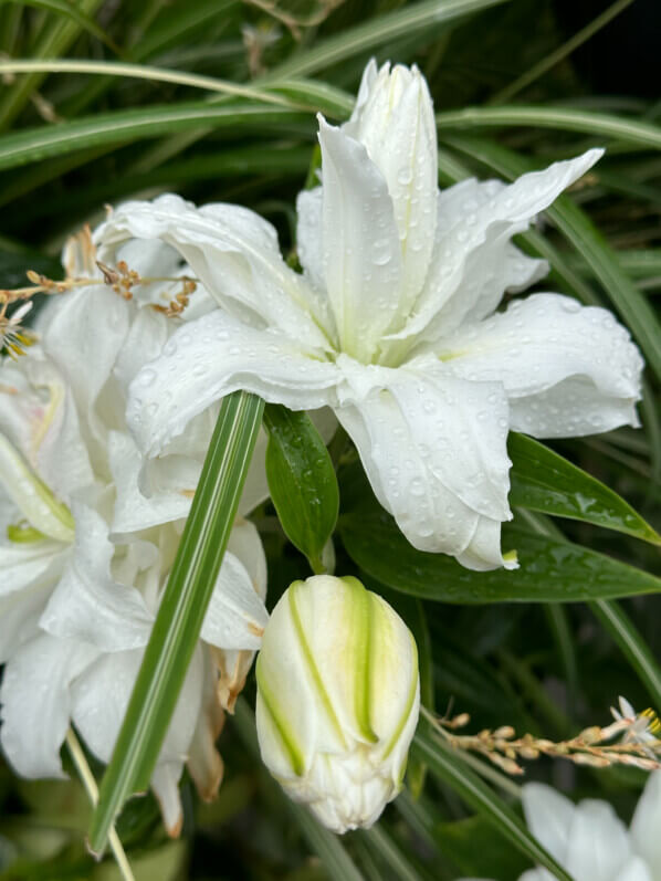 Lis orientale Lotus blanc en été sur mon balcon, Paris 19e (75)