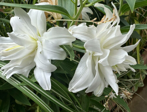 La floraison de mon lis orientale Lotus blanc continue