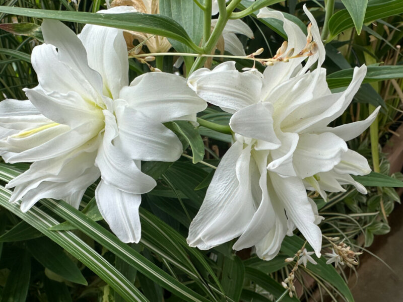 Lis orientale Lotus blanc en été sur mon balcon, Paris 19e (75)