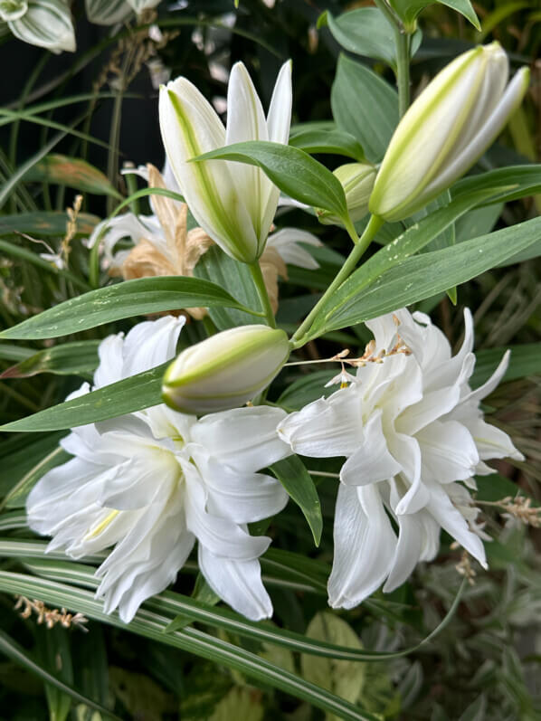 Lis orientale Lotus blanc en été sur mon balcon, Paris 19e (75)