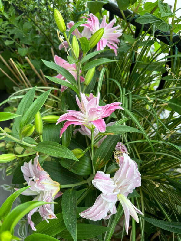 Lis orientale Lotus en été sur mon balcon, Paris 19e (75)