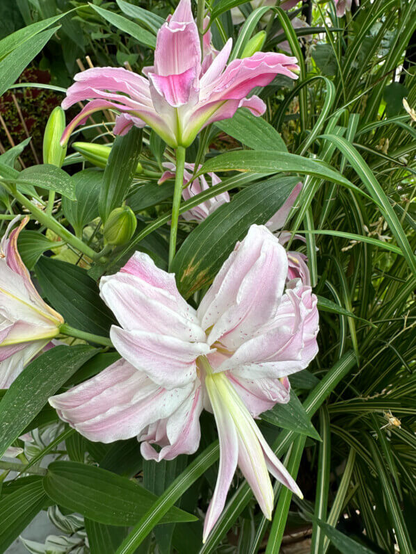 Lis orientale Lotus en été sur mon balcon, Paris 19e (75)