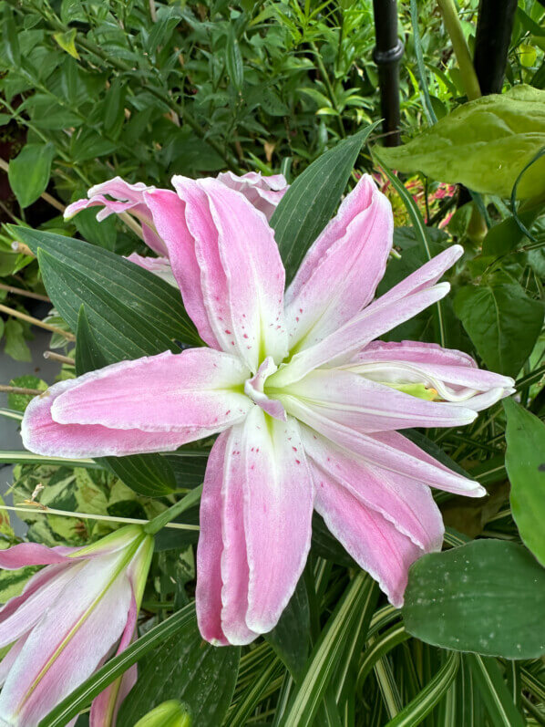 Lis orientale Lotus en été sur mon balcon, Paris 19e (75)