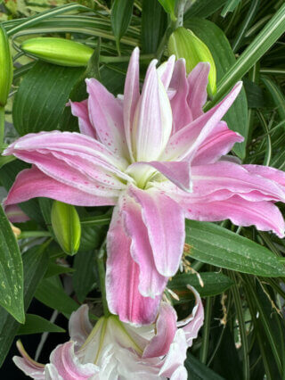 Lis orientale Lotus en été sur mon balcon, Paris 19e (75)