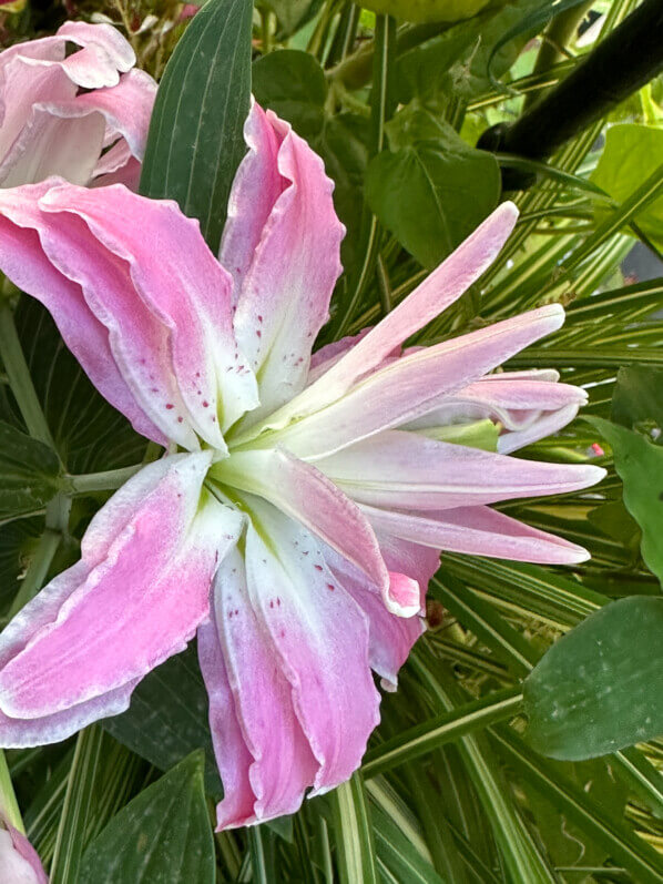 Lis orientale Lotus en été sur mon balcon, Paris 19e (75)