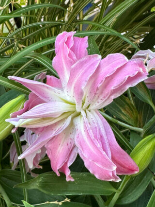 Lis orientale Lotus en été sur mon balcon, Paris 19e (75)