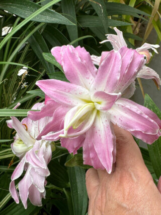 Lis orientale Lotus en été sur mon balcon, Paris 19e (75)