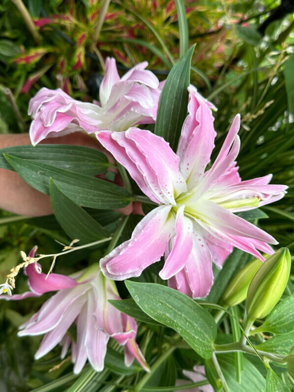 Lis orientale Lotus en été sur mon balcon, Paris 19e (75)