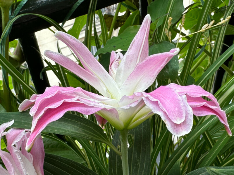 Lis orientale Lotus en été sur mon balcon, Paris 19e (75)