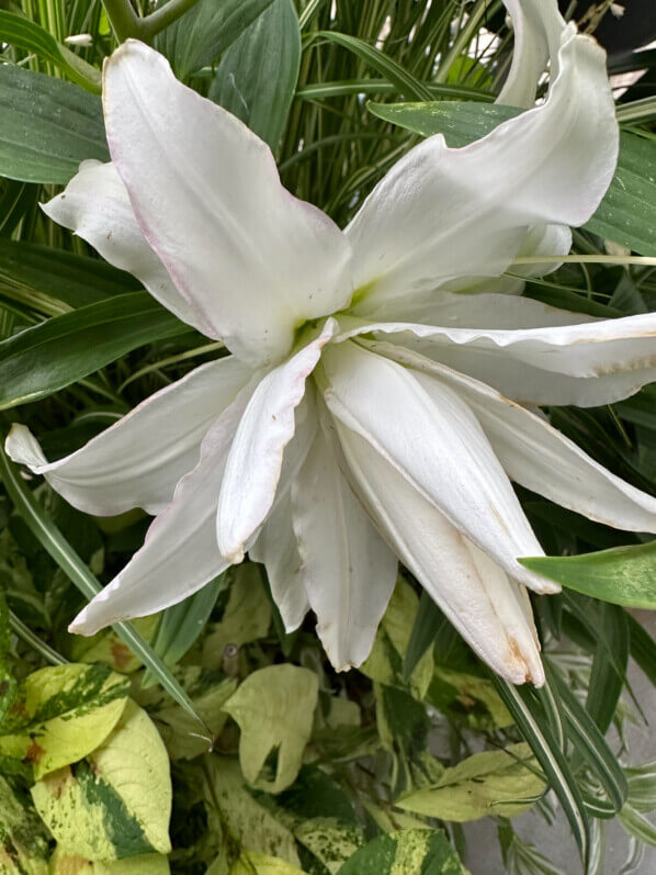 Lis orientale Lotus blanc en été sur mon balcon, Paris 19e (75)