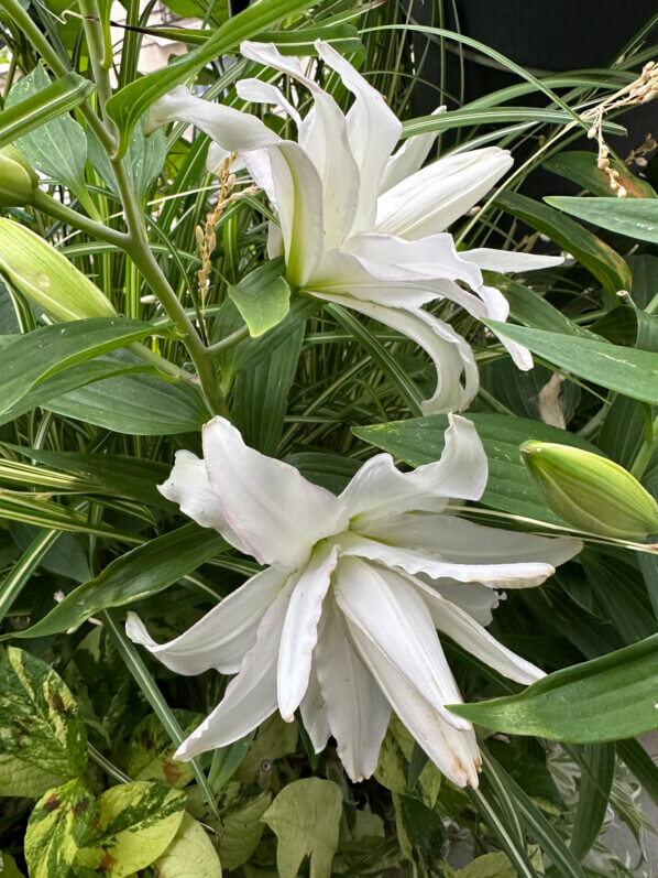 Lis orientale Lotus blanc en été sur mon balcon, Paris 19e (75)