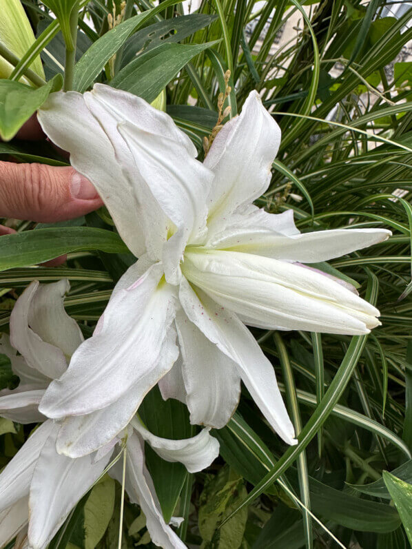 Lis orientale Lotus blanc en été sur mon balcon, Paris 19e (75)