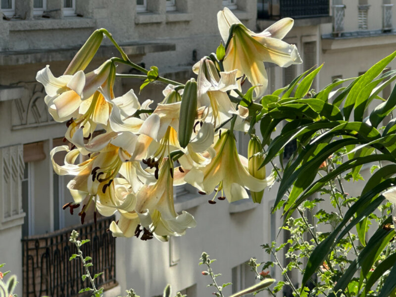 Lis (Lilium) 'Mister Cas' en été sur mon balcon, Paris 19e (75)