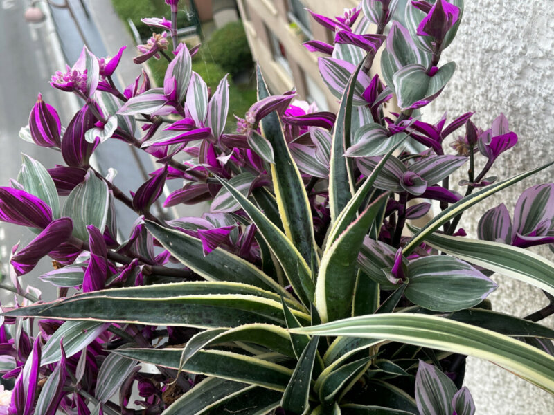 Potée de Mangave 'Snow Léopard' et Tradescantia 'Nanouk' en été sur mon balcon, Paris 19e (75)