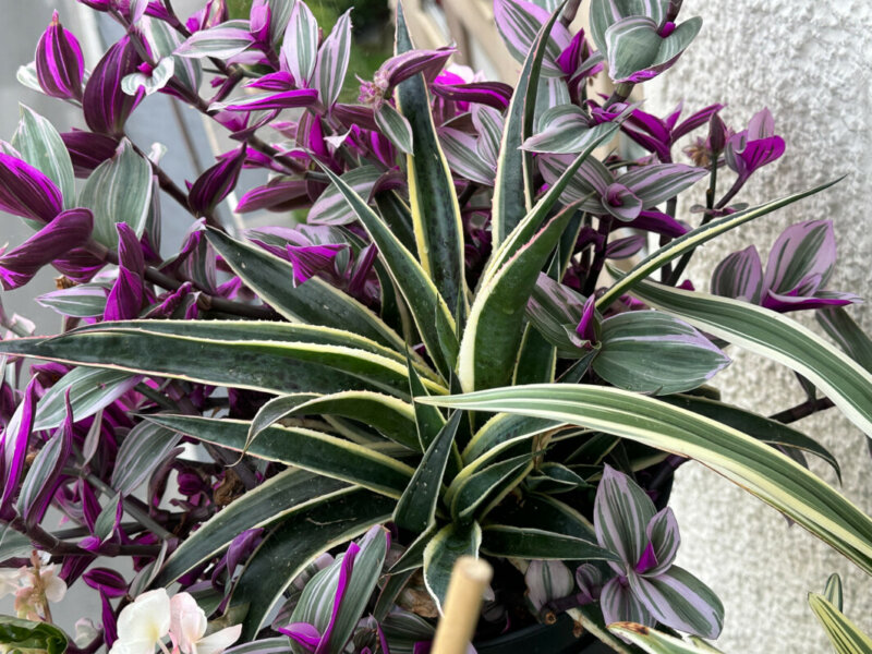 Potée de Mangave 'Snow Léopard' et Tradescantia 'Nanouk' en été sur mon balcon, Paris 19e (75)