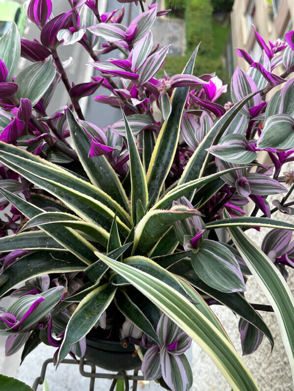 Potée de Mangave 'Snow Léopard' et Tradescantia 'Nanouk' en été sur mon balcon, Paris 19e (75)