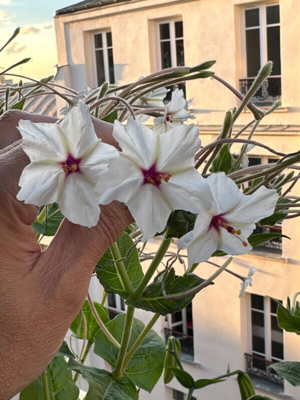 Belles de nuit à longues fleurs, Mirabilis longiflora, en été sur mon balcon, Paris 19e (75)