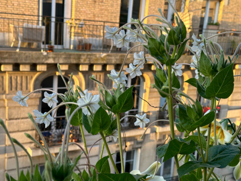 Belles de nuit à longues fleurs, Mirabilis longiflora, en été sur mon balcon, Paris 19e (75)