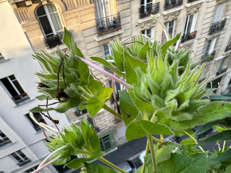 Graines de Mirabilis longiflora en été sur mon balcon, Paris 19e (75)