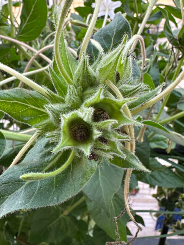 Graines de Mirabilis longiflora en été sur mon balcon, Paris 19e (75)