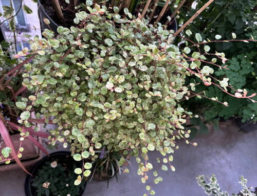 Panachure au top pour mon Muehlenbeckia complexa ‘Tricolor’