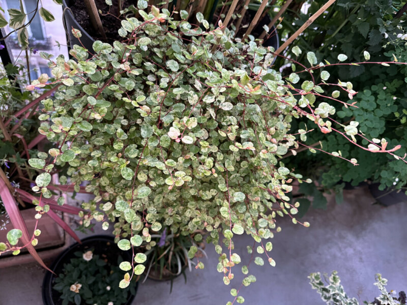 Muehlenbeckia complexa ‘Tricolor’ en été sur mon balcon, Paris 19e (75)