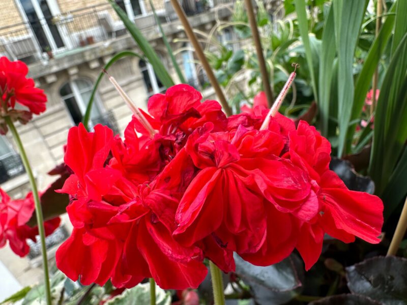 Pelargonium zonale, fleur et graines, en été sur mon balcon, Paris 19e (75)