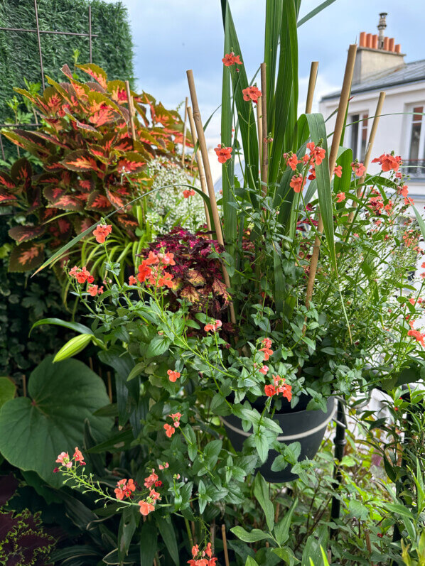 En été sur mon balcon, Paris 19e (75)