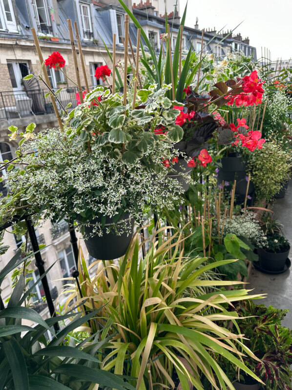 En été sur mon balcon, Paris 19e (75)