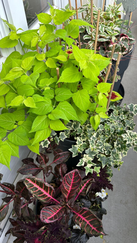 En été sur mon balcon, Paris 19e (75)