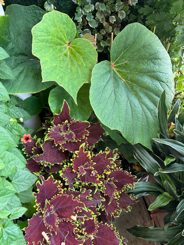 En été sur mon balcon, Paris 19e (75)