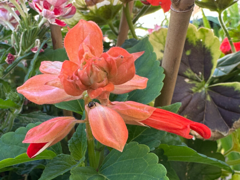 Punaise sur fleur de sauge en été sur mon balcon, Paris 19e (75)