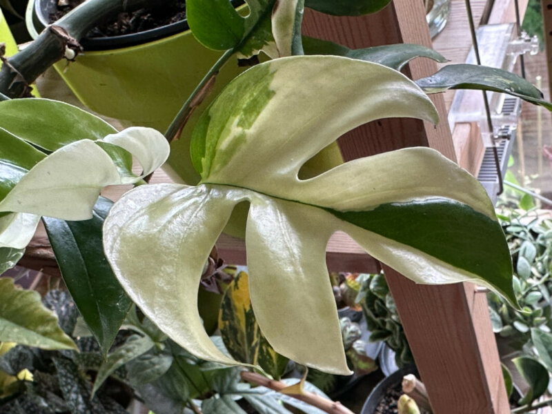 Raphidophora tetrasperma, Araceae, plante d'intérieur, Paris 19e (75)