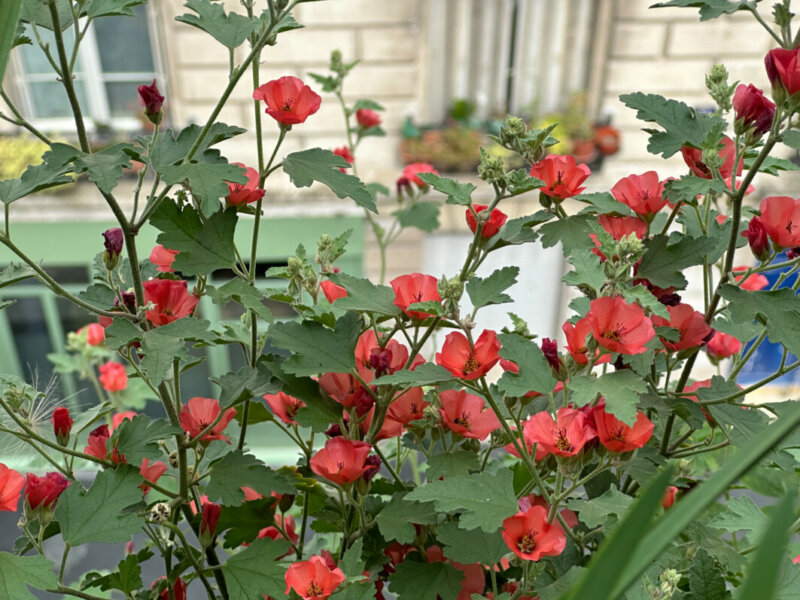 Sphaeralcea 'Newleaze Coral' en été sur mon balcon, Paris 19e (75)