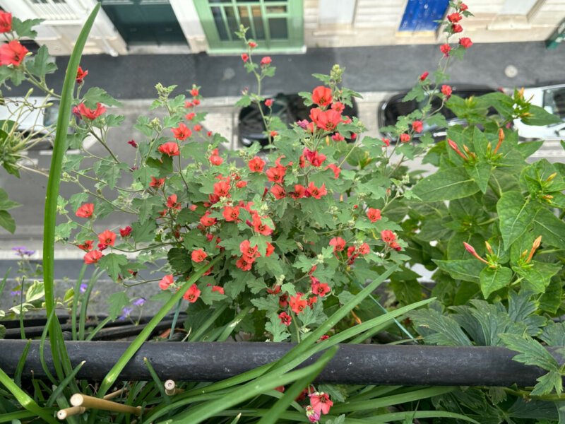 Sphaeralcea 'Newleaze Coral' en été sur mon balcon, Paris 19e (75)