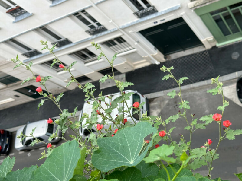 Sphaeralcea 'Newleaze Coral', Malvacées, en été sur mon balcon, Paris 19e (75)